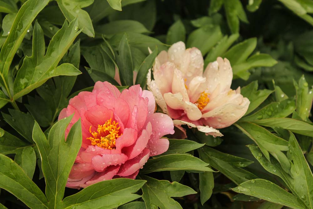 Annual flowering plants.