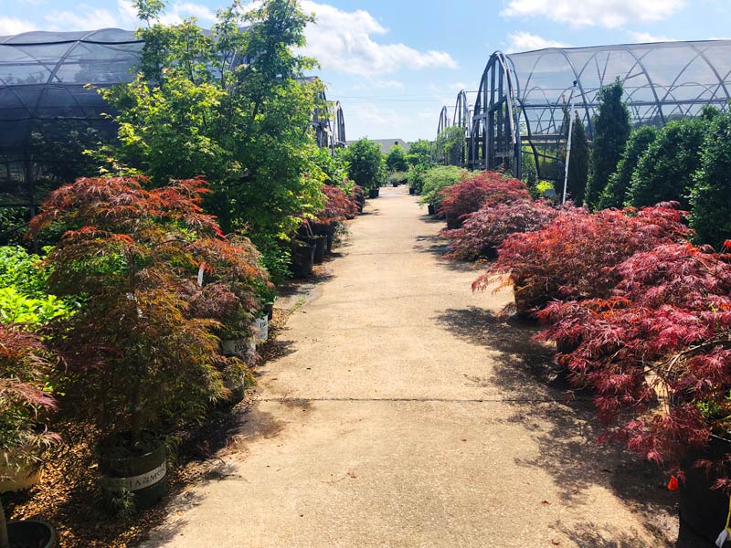 The Landscape and Garden Center offers a wide variety of Japanese Maples.